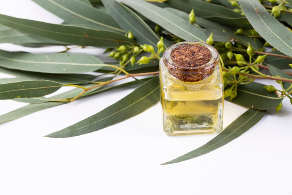 The Efficacy of Eucalyptus Oil for Head Lice Treatment