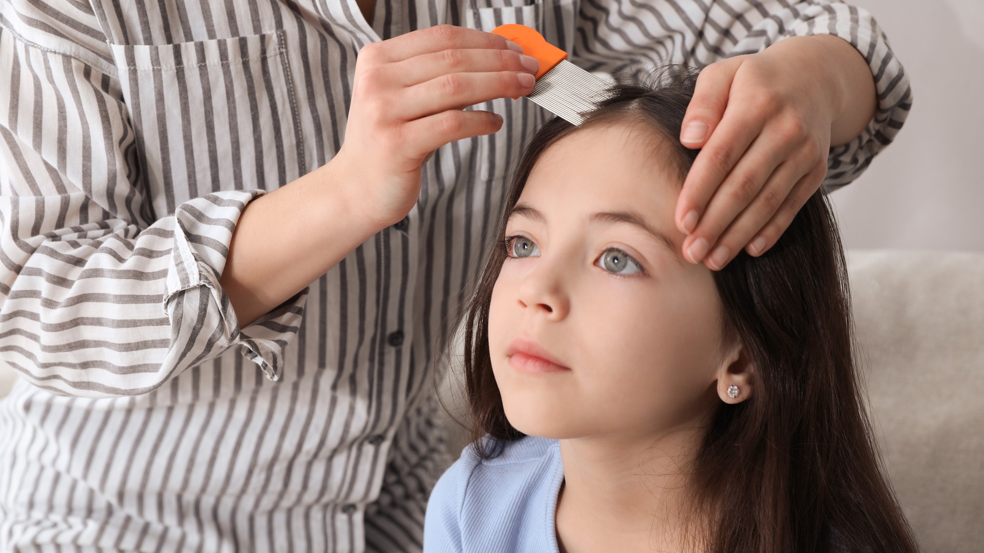 Why Lice Eggs Cling to Hair Long After the Lice Are Gone