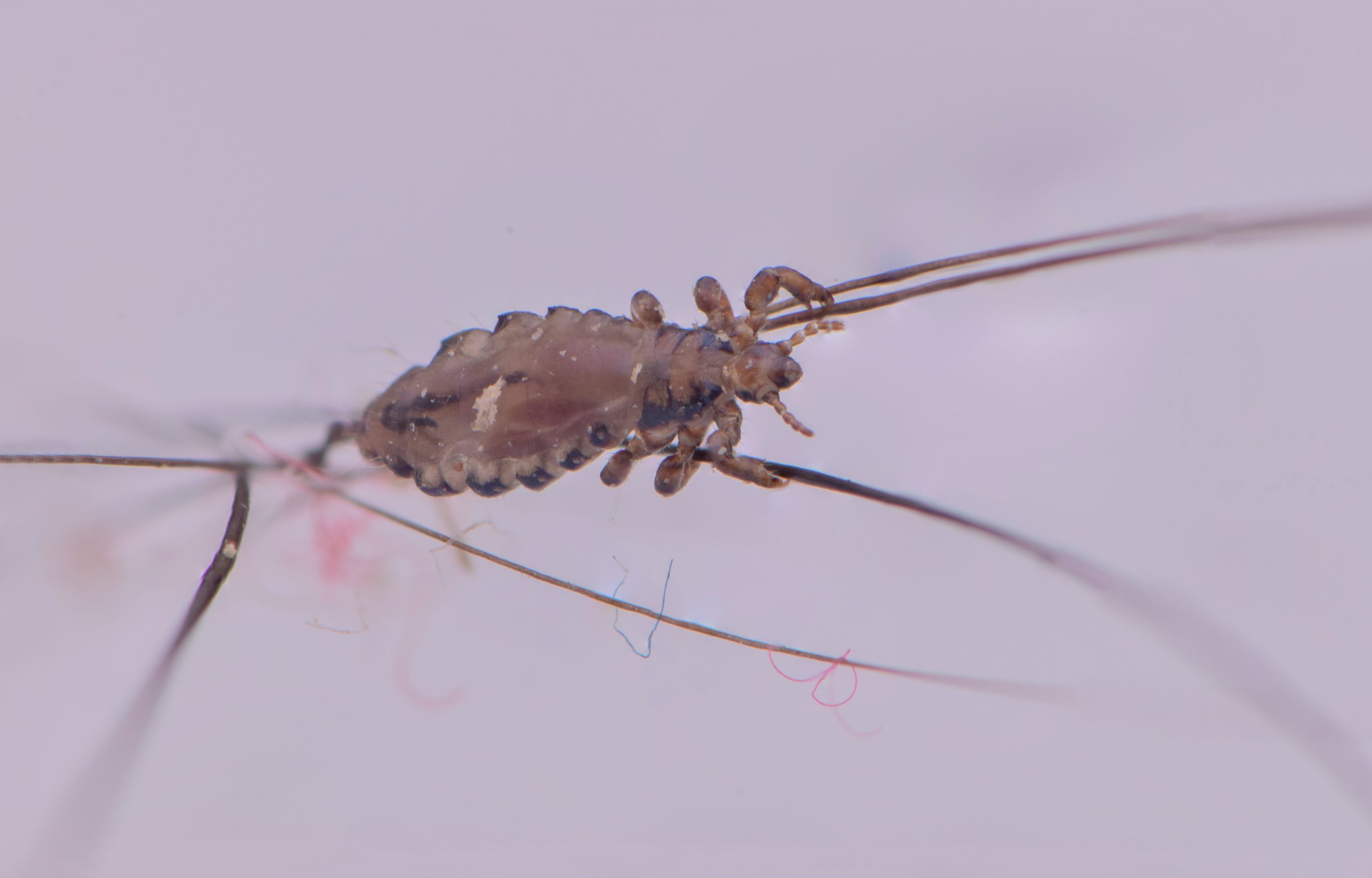 Macro close-up of a head louse on hair for head lice education.